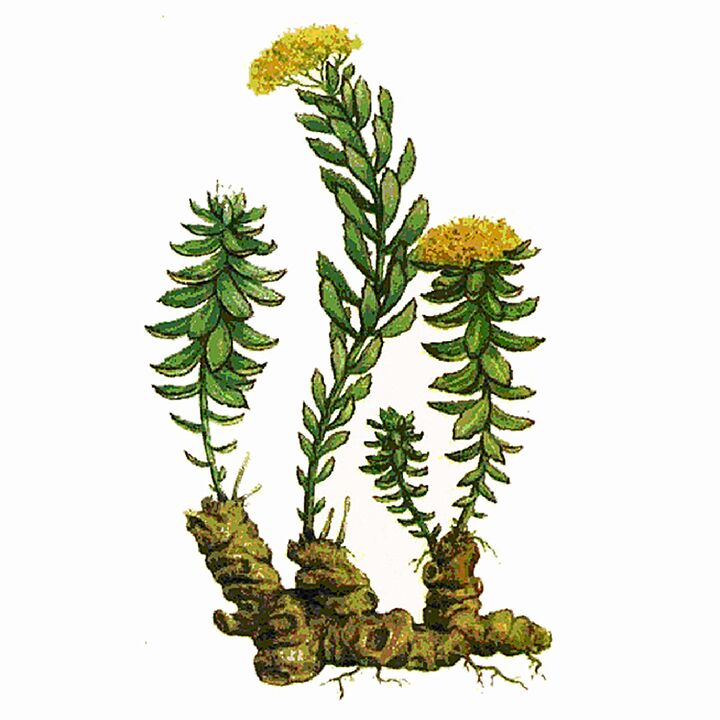 Extrakt z Rosela Rhodiola jako součást gigantního gelu